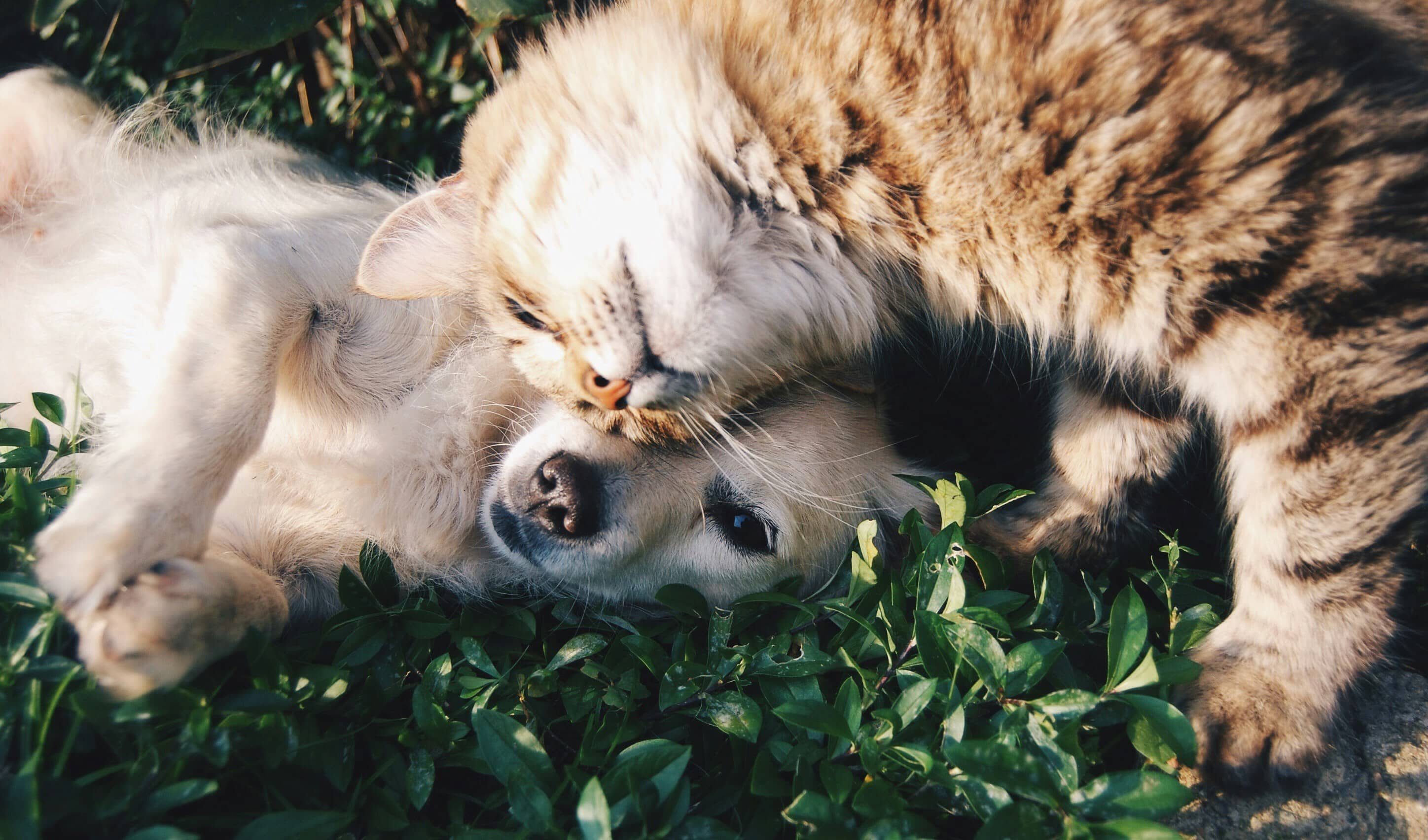 Slash Your Pet Bills: Top 5 Apps for Affordable Vet Care, Food & Supplies in 2025
