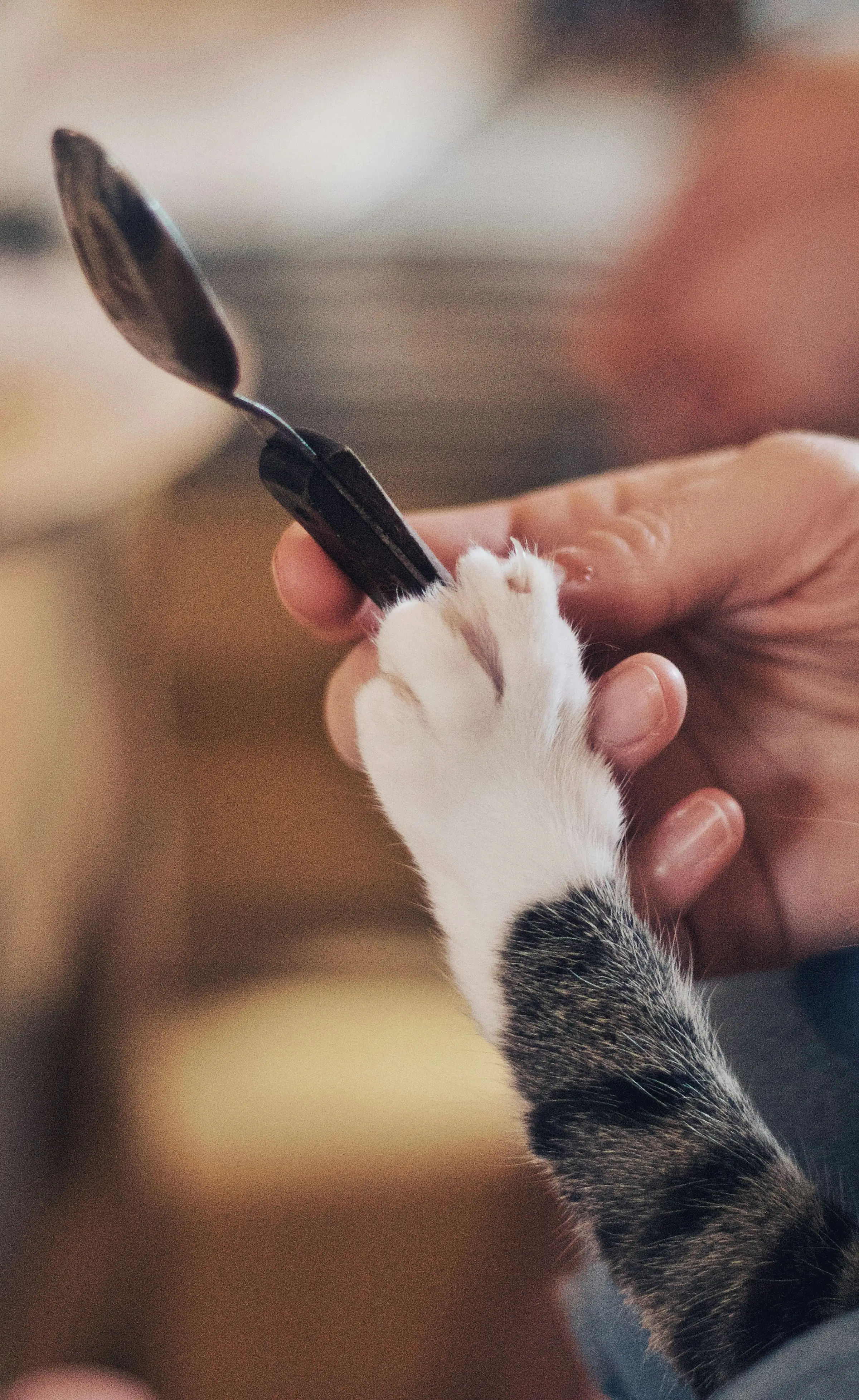 How to Budget for a New Pet With Planning Apps