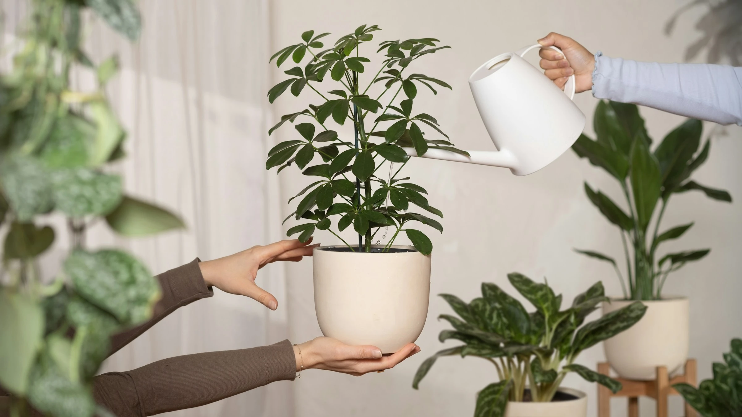 Save Plants Instead of Buying New: Does Planta Help?